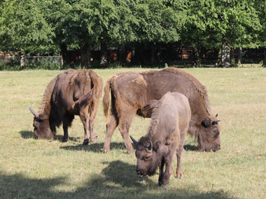 European bison in Reserve Zubrow