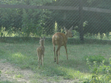 Little deer in Reserve Zubrow