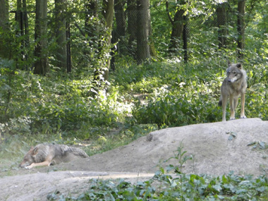 Wolves in Reserve Zubrow