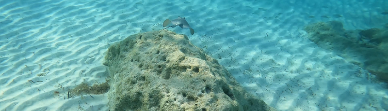 Primer snorkel en Bimini