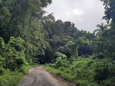 Llegando a El Yunque