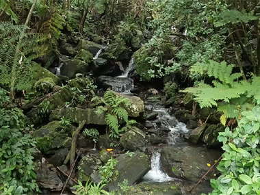 Camino a la cascada Juan Diego