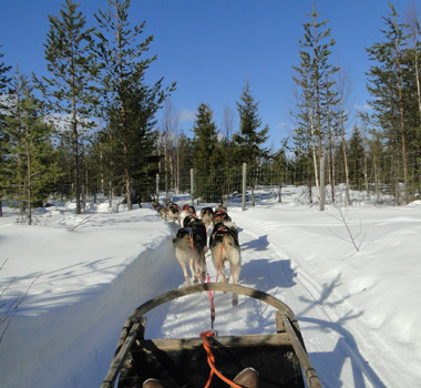 Husky sled ride