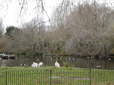 Water birds in St. James Park
