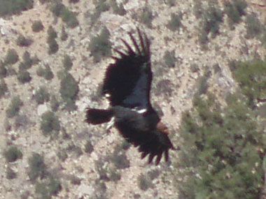 Californian condor in Grand Canyon