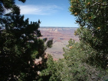 Grand Canyon through pine trees