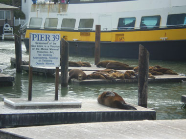 Sea lions on Pier 39