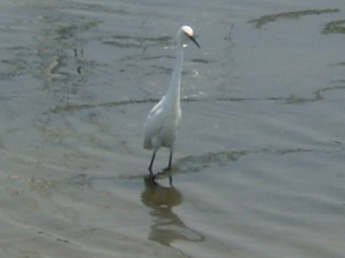 Egret in the park