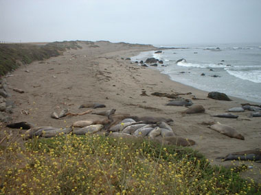 Beach with elephant seals