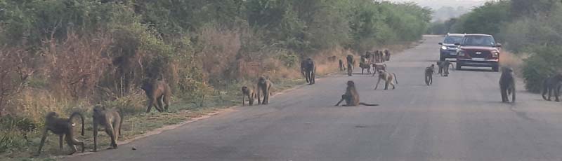 Babuins at Kruger N.P.