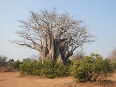 Gran Baobab en el Parque Kruger