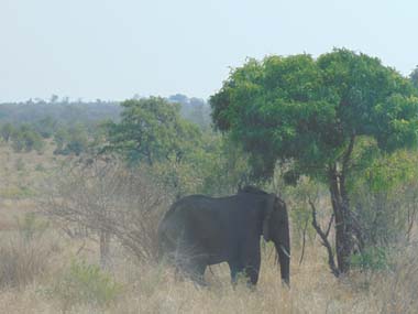 Elefante a la sombra en el Parque Kruger