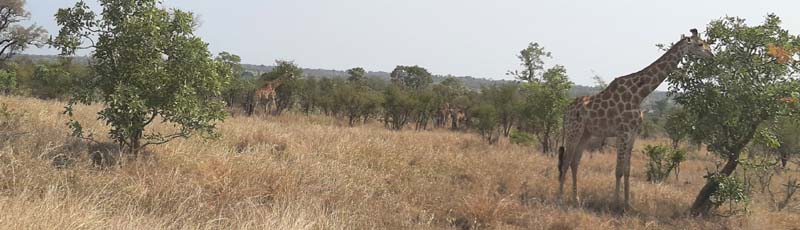 Jirafas en el Parque Kruger