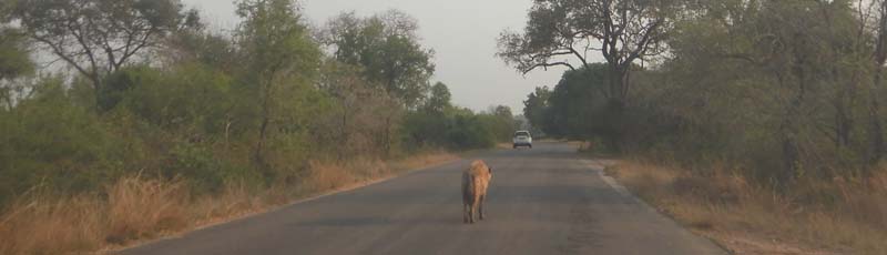 Hiena en la carretera en el Parque Kruger