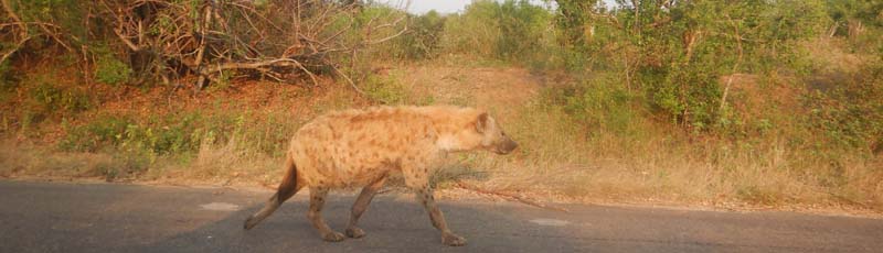 Hiena en la carretera en el Parque Kruger