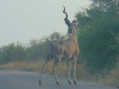 Kudu macho en el Parque Kruger