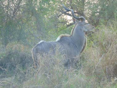 Kudu macho en el Parque Kruger
