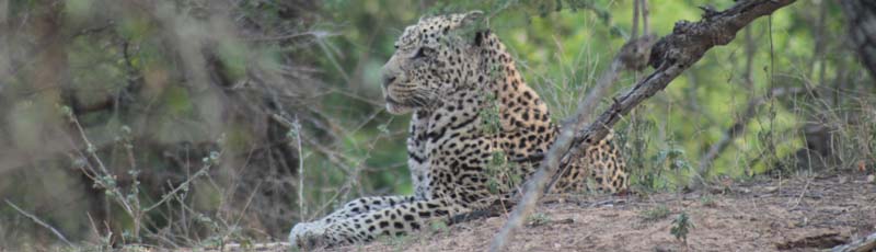 Leopardo en el Parque Kruger