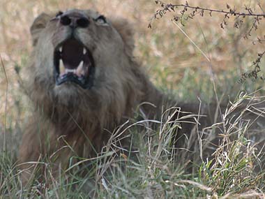 Lion at Kruger N.P.