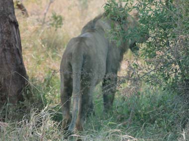 Lion at Kruger N.P.
