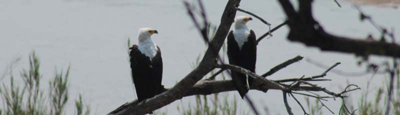 Eagles at Orpen Dam