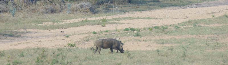Facquero en el Parque Kruger