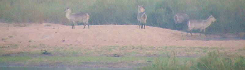 Vista de antlopes en el ro desde nuestro bungalow