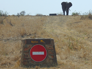 Elephant at Kruger National Park