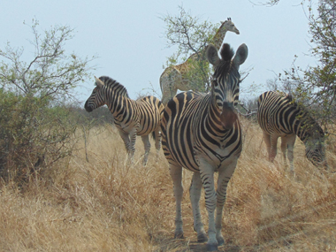 Cebras y jirafa en el Parque Kruger