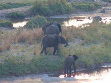 Elefantes desde el mirador del campamento Olifants