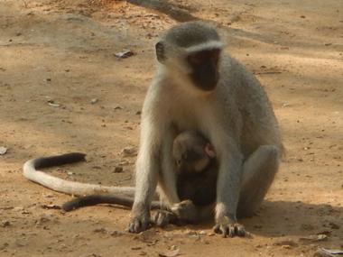 Mono con cra en el campamento Olifants