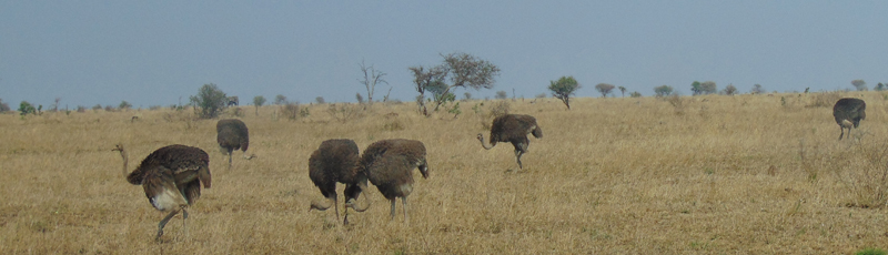 Manada de avestruce en el Parque Kruger