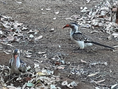 Two southern yellow billed hornbills