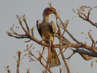 Southern yellow billed hornbill at Olifants Camp