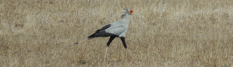 Secretary bird at Kruger National Park