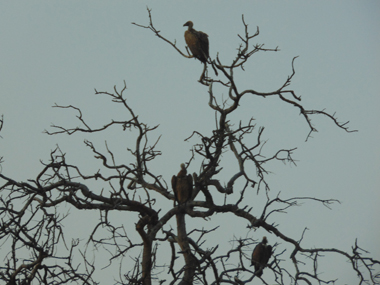 Vultures at Kruger National Park
