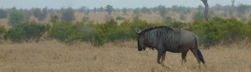 Wildebeest at Kruger National Park