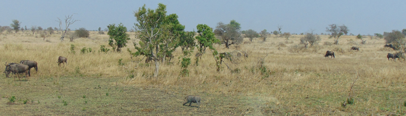 Wildebeests at Kruger National Park