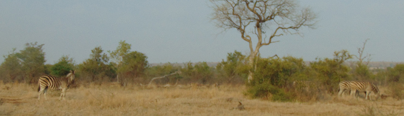 Manada de cebras en el Parque Kruger