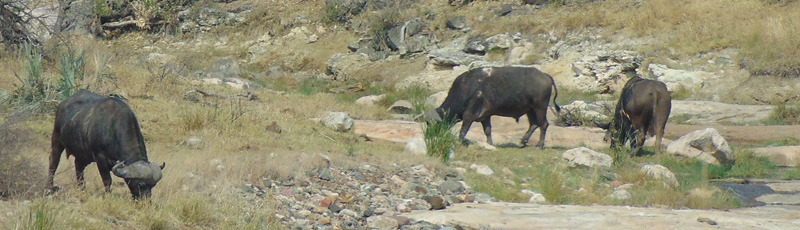Buffalos at Kruger National Park