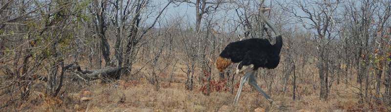 Avestruz en el Parque Kruger