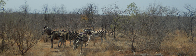 Cebras en el Parque Kruger
