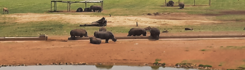 Black rhinos at Petroport
