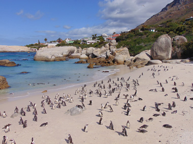 Boulders Beach penguin colony
