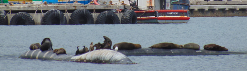 Leones marinos en Hout Bay