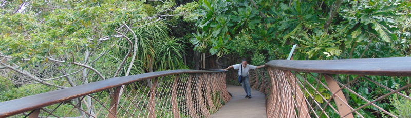 plataform at Kirstenbosch Botanical Gardens