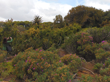 Jardn botnico Kirstenbosch