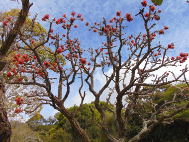 Jardn botnico Kirstenbosch