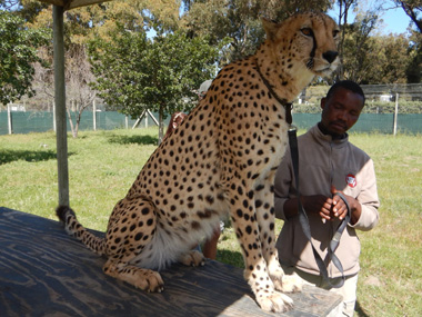 Cheetah encounter at Cheetah Outreah Trust