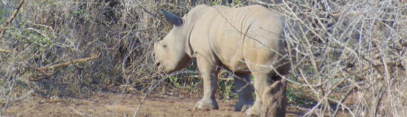Cra de rinoceronte en el Parque Hlane